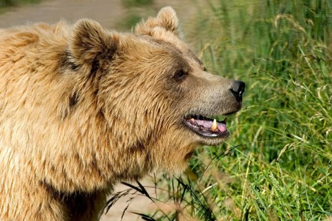European brown bear (Ursus arctos) standing on a field path in a meadow with high grass, close-up