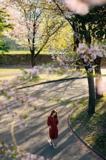 A peaceful scene capturing a person strolling under cherry blossom trees in Japan. The path is