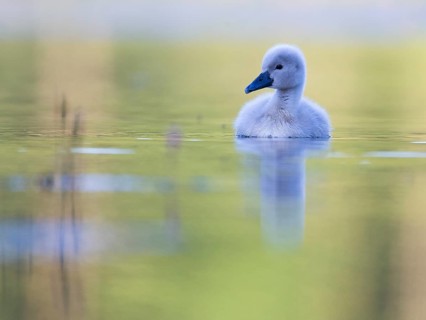 Mute Swan (Cygnus olor) chick, Mecklenburg-Western Pomerania, Germany