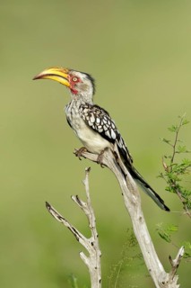 Geelsnaveltok zittend op tak in de zon, Southern Yellow-Billed Hornbill sitting on branch in sun