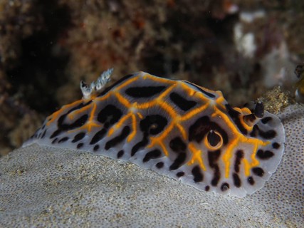 South African Halgerda (Halgerda wasinensis)
