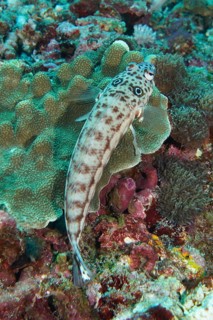 An earspot sand perch (Parapercis clathrata) with distinctive patterns resting on coral, dive site