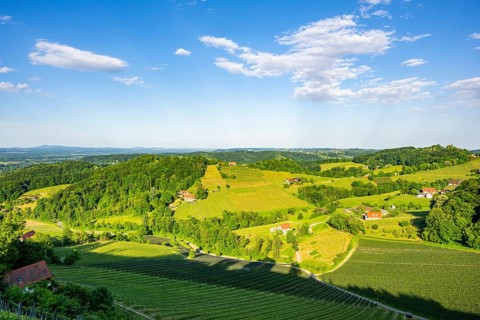 Landscape of the wine yards growing on the hills of southern styria, Austria