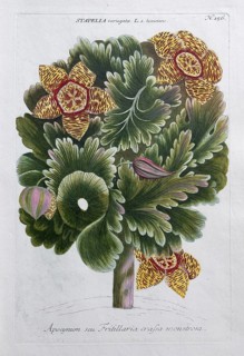 Stapelia, apocynum seu Fritillaria crafsa monstrosa, hand-colored mezzotinto copper engraving from