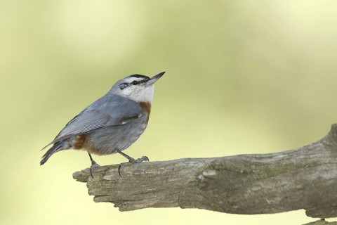 Krüper's Nuthatch (Sitta krueperi), Ankara, Turkey