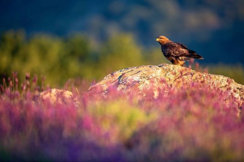 Common Buzzard (Buteo buteo) perched on a rock amongst flowers, Madrid, Spain