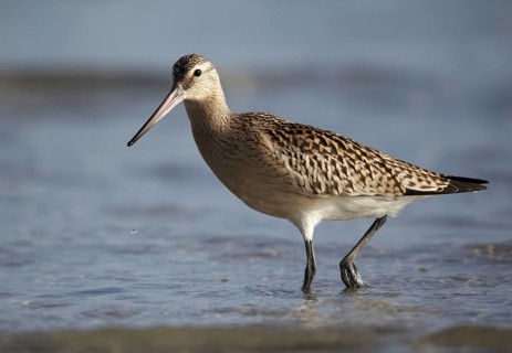 Bar-tailed Godwit (Limosa lapponica) foraging, Mecklenburg-Western Pomerania, Germany