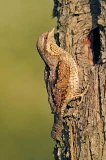 Eurasian Wryneck (Jynx torquilla), Baden-Wuerttemberg, Germany