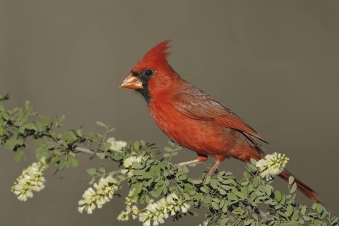 Northern Cardinal (Cardinalis cardinalis), Texas, USA