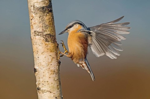 Eurasian Nuthatch (Sitta europaea) spreading wings, Aosta Valley, Italy