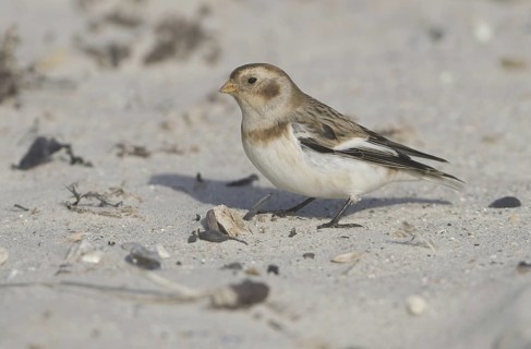 Snow Bunting (Plectrophenax nivalis), Schleswig-Holstein, Germany