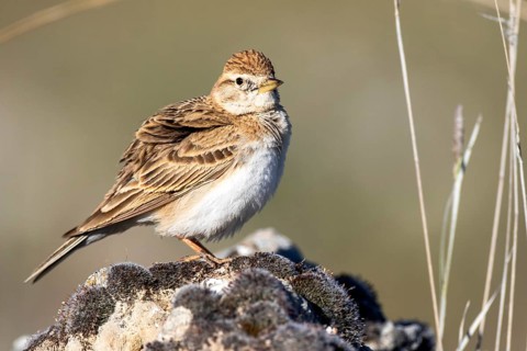 Greater Short-toed Lark (Calandrella brachydactyla) perched on a rock, Castile and Leon, Spain