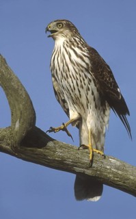Cooper's Hawk (Accipiter cooperii), New Jersey, USA