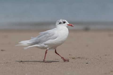 Mediterranean Gull (Ichthyaetus melanocephalus), Wales, United Kingdom