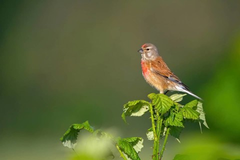 Linnet, Common Linnet, Eurasian Linnet, (Carduelis cannabin), (Acanthis cannabina), Linotte