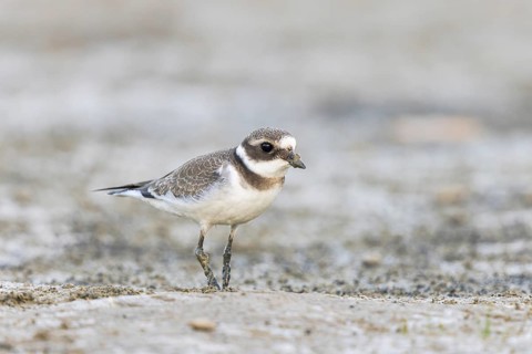 Common Ringed Plover (Charadrius hiaticula) foraging, North Rhine-Westphalia, Germany