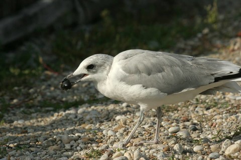 Seagull with captured water beetle (Hydrophilus piceus) Lake Neusiedl, Burgenland, Austria,