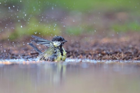 Great Tit (Parus major) bathing, Netherlands