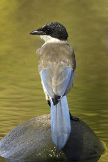 Iberian Magpie (Cyanopica cooki) juvenile, Castile-La Mancha, Spain