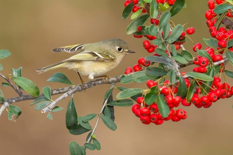 Ruby-crowned Kinglet (Regulus calendula), Texas, USA