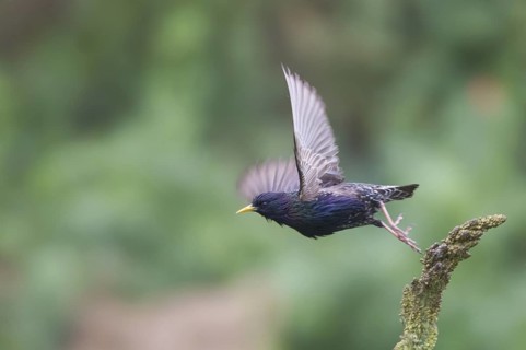 Common Starling (Sturnus vulgaris) flying, Bulgaria