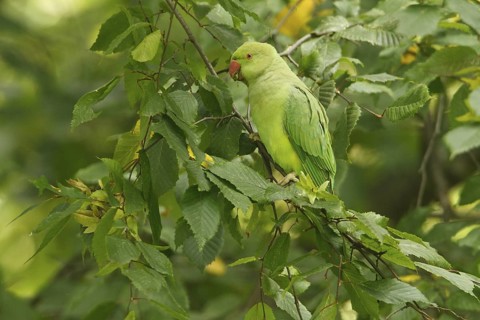 Rose-ringed Parakeet (Psittacula krameri), Rhineland-Palatinate, Germany