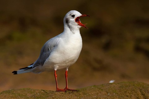 Black-headed Gull (Chroicocephalus ridibundus) calling, Asturias, Spain