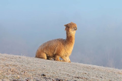 Alpaca (Vicugna pacos), white animal, adult animal, female animal, laying down, frost-covered