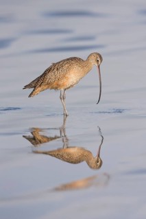 Long-billed Curlew : Morro Strand State Beach : Morro Bay, CA