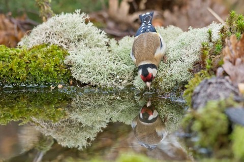 European Goldfinch (Carduelis carduelis) male drinking at a waterhole, Liguria, Italy