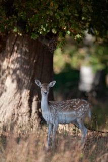 Fallow deer (Dama dama) adult female doe standing in a woodland, England, United Kingdom