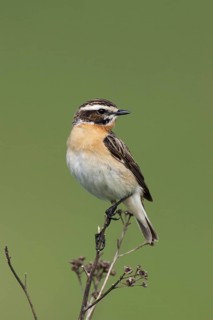 Whinchat (Saxicola rubetra) male, Brandenburg, Germany