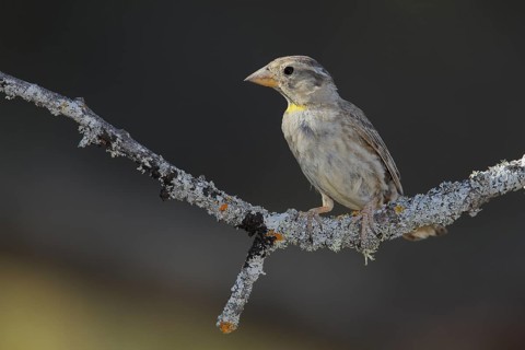 Rock Sparrow (Petronia petronia) juvenile perched on lichen branch, Andalusia, Spain