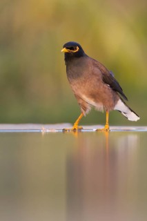 Common Myna - Hirtenmaina - Acridotheres tristis, Oman
