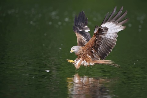 Red Kite (Milvus milvus) flying, Lower Saxony, Germany