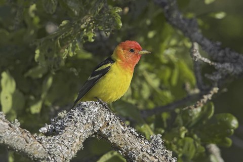 Western Tanager (Piranga ludoviciana) male, British Columbia, Canada