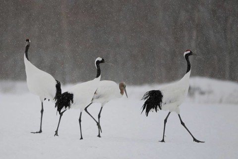 Red-crowned Crane (Grus japonensis), Hokkaido, Japan
