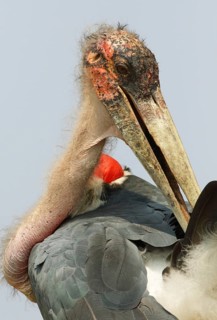 Marabou Stork (Leptoptilos crumenifer), Uganda