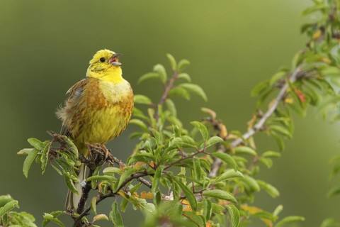 Yellowhammer (Emberiza citrinella) male singing, Rhineland-Palatinate, Germany
