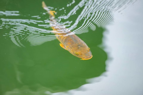 Koi fish swimming in the water, Bavaria, Germany