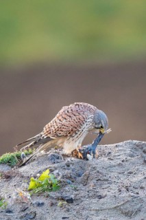 Common Kestrel (Falco tinnunculus) feeding on a finch prey, Hesse, Germany