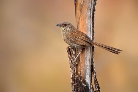 Kalkadoon Grasswren (Amytornis ballarae), Queensland, Australia