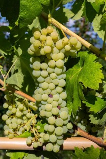 Grapes growing in a vineyard in Chianti at sunrise, Chianti Region, Tuscany, Italy
