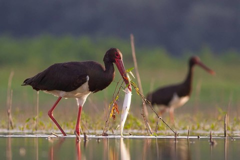 Black Stork (Ciconia nigra) with fish prey in beak, Tiszaalpár, Hungary