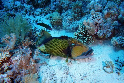 Giant triggerfish (Balistoides viridescens)