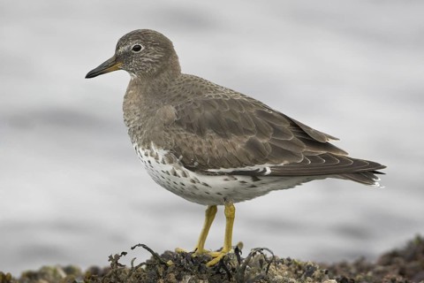 Surfbird (Calidris virgata), British Columbia, Canada