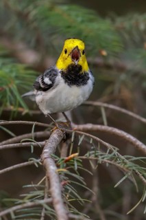 Hermit Warbler (Setophaga occidentalis) perched on a branch in Washington State, USA