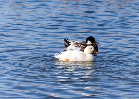 Two ducks, one white and one dark, float calmly on the rippling surface of Lisi Lake. The winter