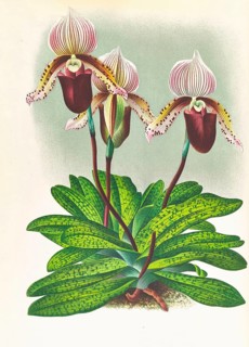 Orchid, Cypripedium barbato veitchianum, authentic reproduction of an illustration by Jean Jules