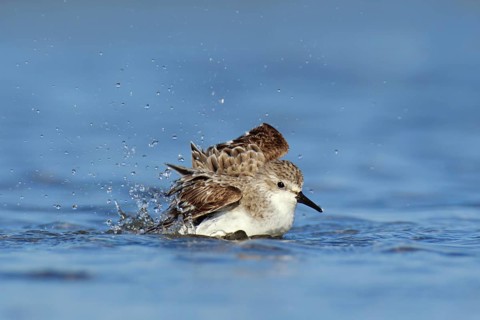 Red-necked Stint (Calidris ruficollis), Victoria, Australia